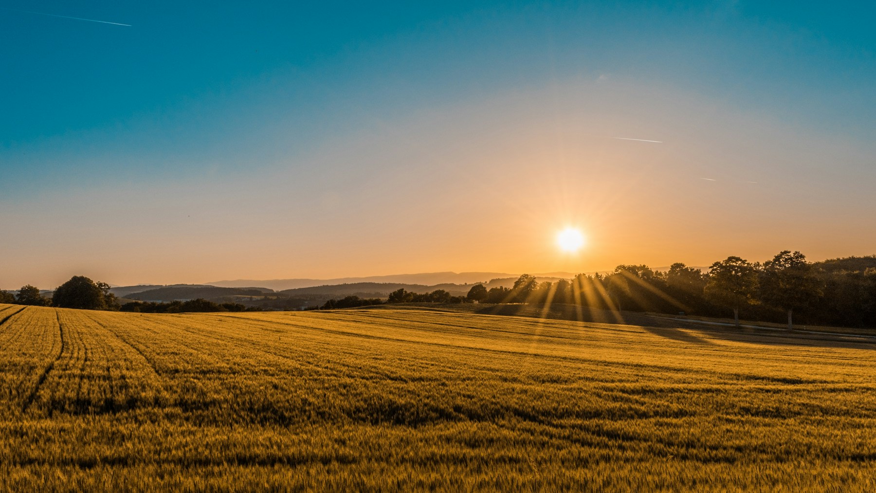 Getreidefeld im warmen Abendlicht